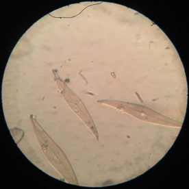 Model R Plerosigma angulatum 300x